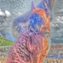 Diego Rodriguez Fernandez