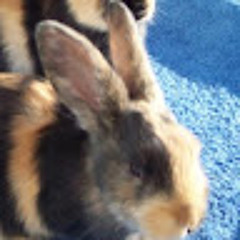 Lilliy