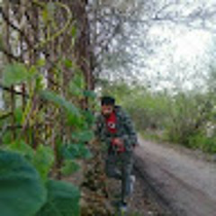 sasan javadi