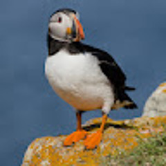 dapper_puffin