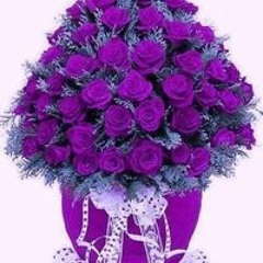 عليه احمد.محمد