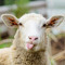 Sheeply Sheep