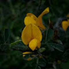 Yellowseed124