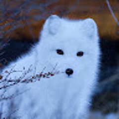 Luiz Felipe Wiggers Ávila