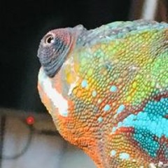 Kermit Ford