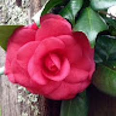 Wanda S