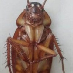pòn pon