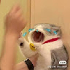Uyên