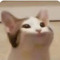 Pop Cat