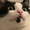 French Cat