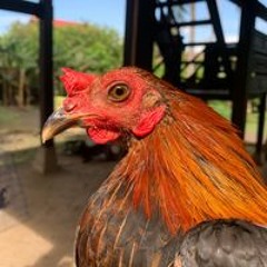 Apri Anto II