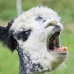 Zingy Llama
