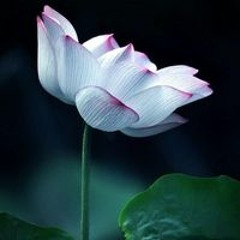 Tường Uyên