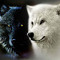 wolfeywolf