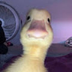 willemvd21