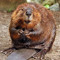 sus beaver