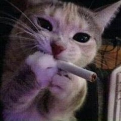 Đam Ngô