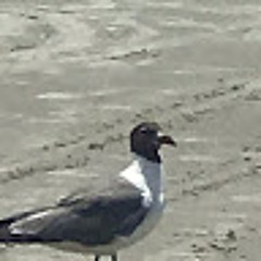 SoggySanbeach