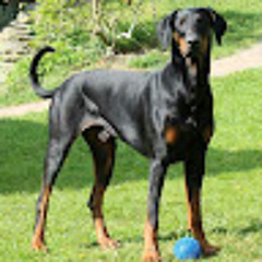 Luis