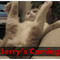 jerry's coming