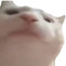 Vibing Cat