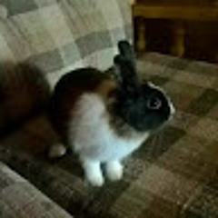 Aliy love bunnies