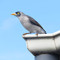 pigeon