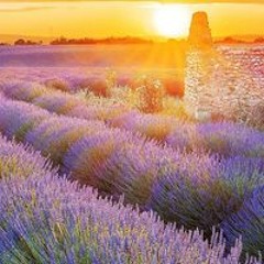 عبد الرازق شمو