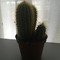marrn_09