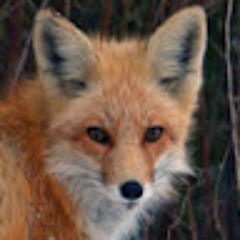 femboy fox