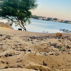محمد محسن