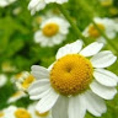 School of the Sacred Wild