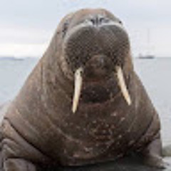 Framewalrus420