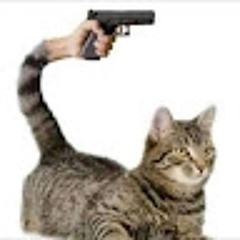 Cat vids