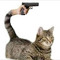 Cat vids
