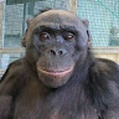 yonos