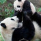 koreanpanda
