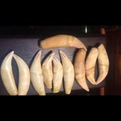 Hậu Duệ Trần Lực