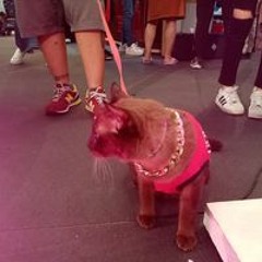 Thanakrit Siwasirisakul