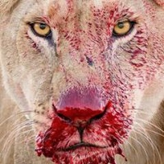 الأسد ابوعبدالفتاح