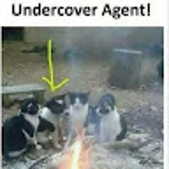 popular music from all over the world