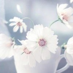 Flower Flower
