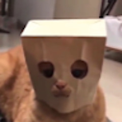 Lilböri