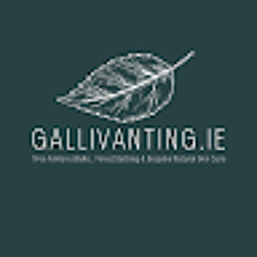SoundCloud profile picture for @gallivanting