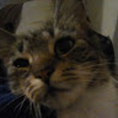 SundaeCats_69