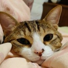 MC 張天賦 Radio
