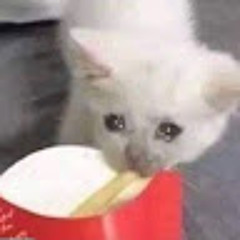 miau