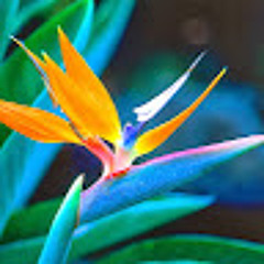 Linda M
