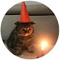 ILike Cats