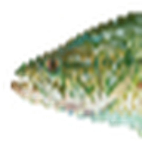 Stream Large Mouth Bass Fish music | Listen to songs, albums, playlists ...